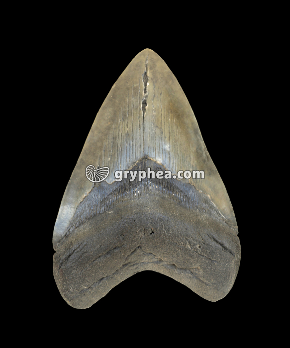 Dent de requin fossile - Carcharodon megalodon - gryphea.com